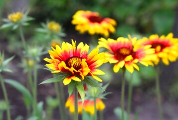 Gaillardia  (common name blanket flower). Unpretentious flowers for ornamental use. Selective focus.