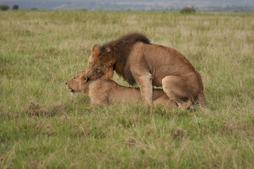 Lion and Lioness Kenya Safari Savanna Mating