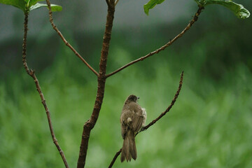 Sparrow on the tree he Looking for food. 