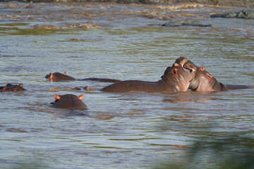 Hippo Hippopotamus amphibious Africa Safari Portrait Water
