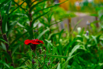 Fototapeta premium Red flower on a background of greenery