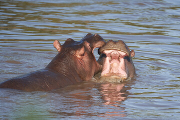 Hippo Hippopotamus amphibious Africa Safari Portrait Water