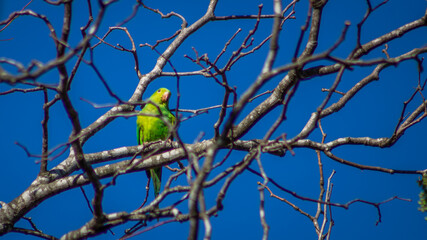 parakeet