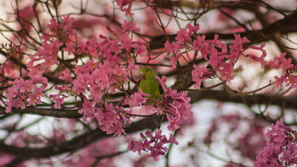 parrot and flowers