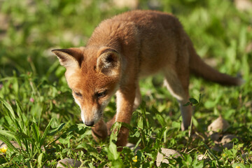 Red Fox Portrait Vulpes Vulpes Evening Sun