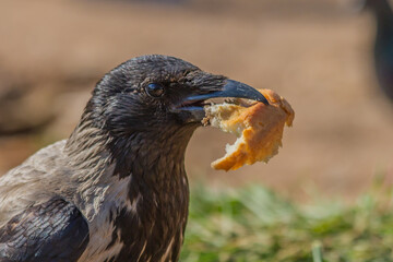 crow looking for food in a city park on a hot summer day