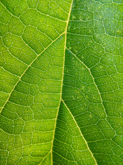 green leaf texture