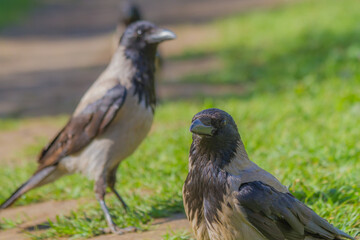 Obraz premium crow looking for food in a city park on a hot summer day