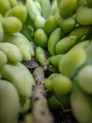 juicy plants