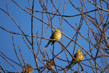 Yellowhammer Group in tree Emberiza citrinella passerine bunting 