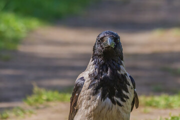 Fototapeta premium crow looking for food in a city park on a hot summer day