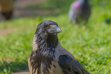 crow looking for food in a city park on a hot summer day
