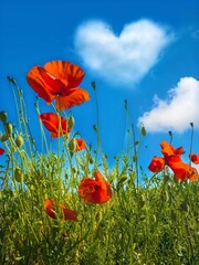 Obraz premium amour bucolique