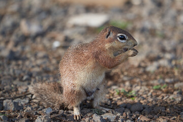Unstriped ground squirrel Xerus rutilus Amboseli National Park - Africa Eating Sitting