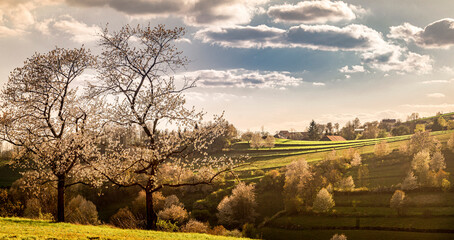 Spring Slovakia landscape. Nature fields with blooming cherries. Unique ecological land management. Polana region, Hrinova, Slovakia Europe. © Zedspider