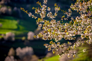 Spring Slovakia landscape. Nature fields with blooming cherries. Unique ecological land management. Polana region, Hrinova, Slovakia Europe. © Zedspider