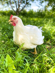 Big white chicken walks on the grass in the garden. Free space. Defocus light background.