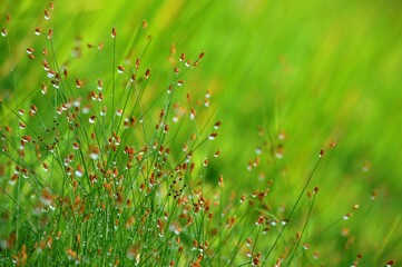 green grass in the morning