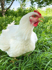 Big white chicken walks on the grass in the garden. Free space. Defocus light background.
