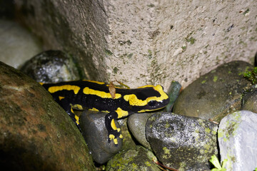  Fire salamander Salamandra salamandra Portrait Night Amphibian