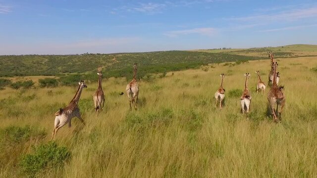 aerial view of the Savannah and giraffes