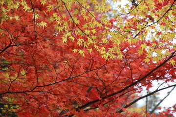 広島 秋の厳島神社の紅葉-1
