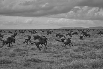 Naklejka na ściany i meble Great Migration Serengeti Gnu Wildebeest Zebra Connochaetes taurinus