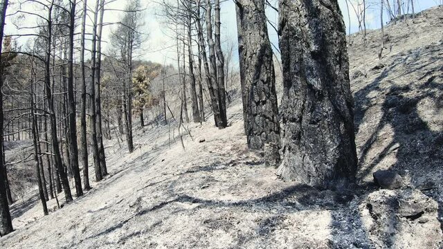 Fire In Oak Wood Forest