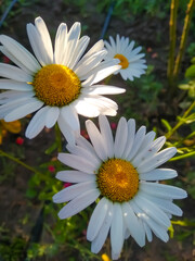 Obraz premium daisy in the garden
