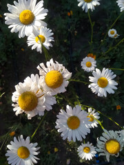 Fototapeta premium daisies in the garden