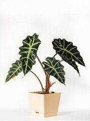 Exotic houseplant "Alocasia Polly" on  a white background.