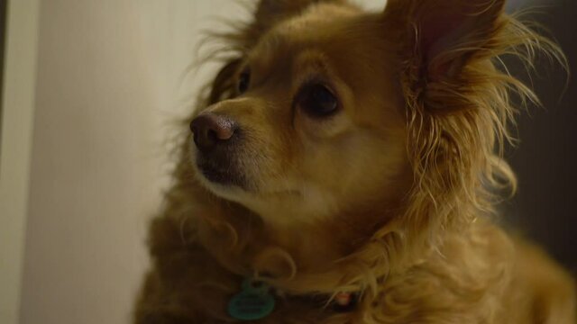 Closeup of greek Kokoni, medium sized breed dog