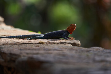 Common agama red headed rock agama or rainbow agama a lizard family Agamidae male Amboseli Kenya