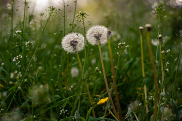 Dandelions in dense greens. Spring plants. Bokeh Background. - 357761189