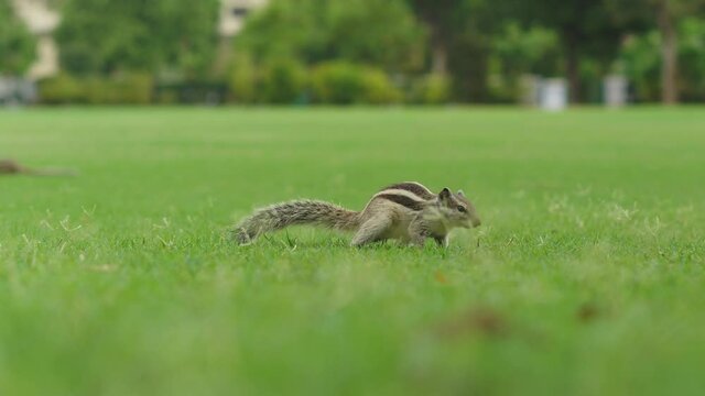 A squirrel eating grass in a lush green lawn
