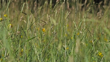 Long grass and yellow wildflowers moving in wind, Medium shot pan left to right, sunny day time Borehamwood, Hertfordshire, UK