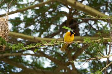 Tanzanian masked weaver Ploceus, reichardi Tanganyika Ploceidae nest building 