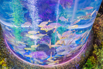 Many blue fish in a large aquarium