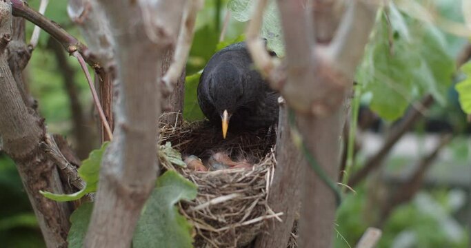 Close up of protective blackbird mom covering chicks on nest, day