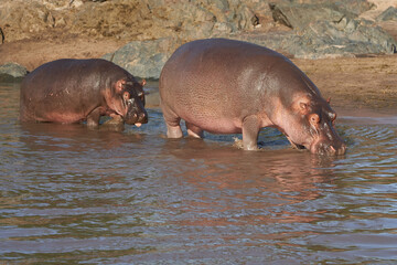 Hippo Hippopotamus amphibious Africa Safari Portrait Water Mother Baby
