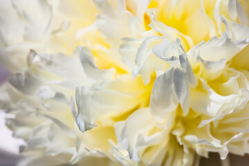 close up of yellow flower