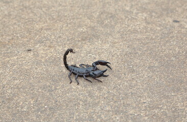 Black scorpion on the cement floor