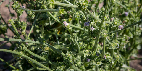 Obraz premium Seasonal fruits