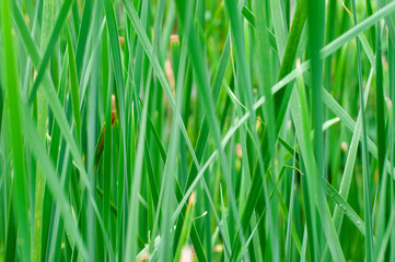 green grass background