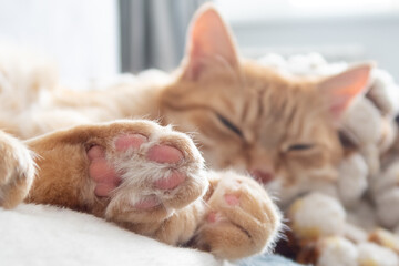 Ginger cat lying peacefully. Cozy kitten paws cute beans in selective focus. Adorable comfortable relaxing cat at home. Blurred background