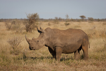 Obraz premium White Rhino standing full body view in Kruger Park South Africa