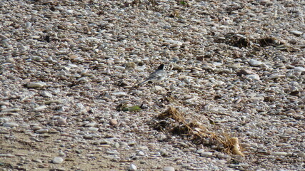  Motacilla alba