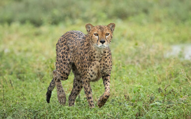 One wet adult cheetah walking in the rain in Ndutu Tanzania