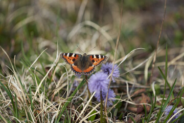 Aglais io the European peacock butterfly colourful 