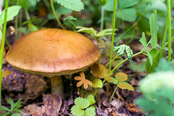 Close-up of a oil mushroom Suillus luteus is growing on a background of grass. Ripe edible mushrooms with a brown cap in the forest.
